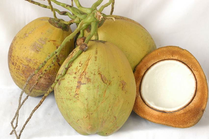 karakteristik sabut kelapa kopyor